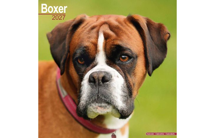 Avonside Kalender 27 Boxers as