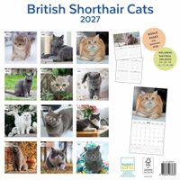 Plenty Gifts Kalender 27 Brit Shorth Cats pg