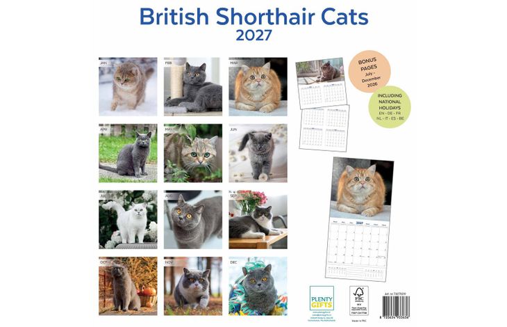 Plenty Gifts Kalender 27 Brit Shorth Cats pg