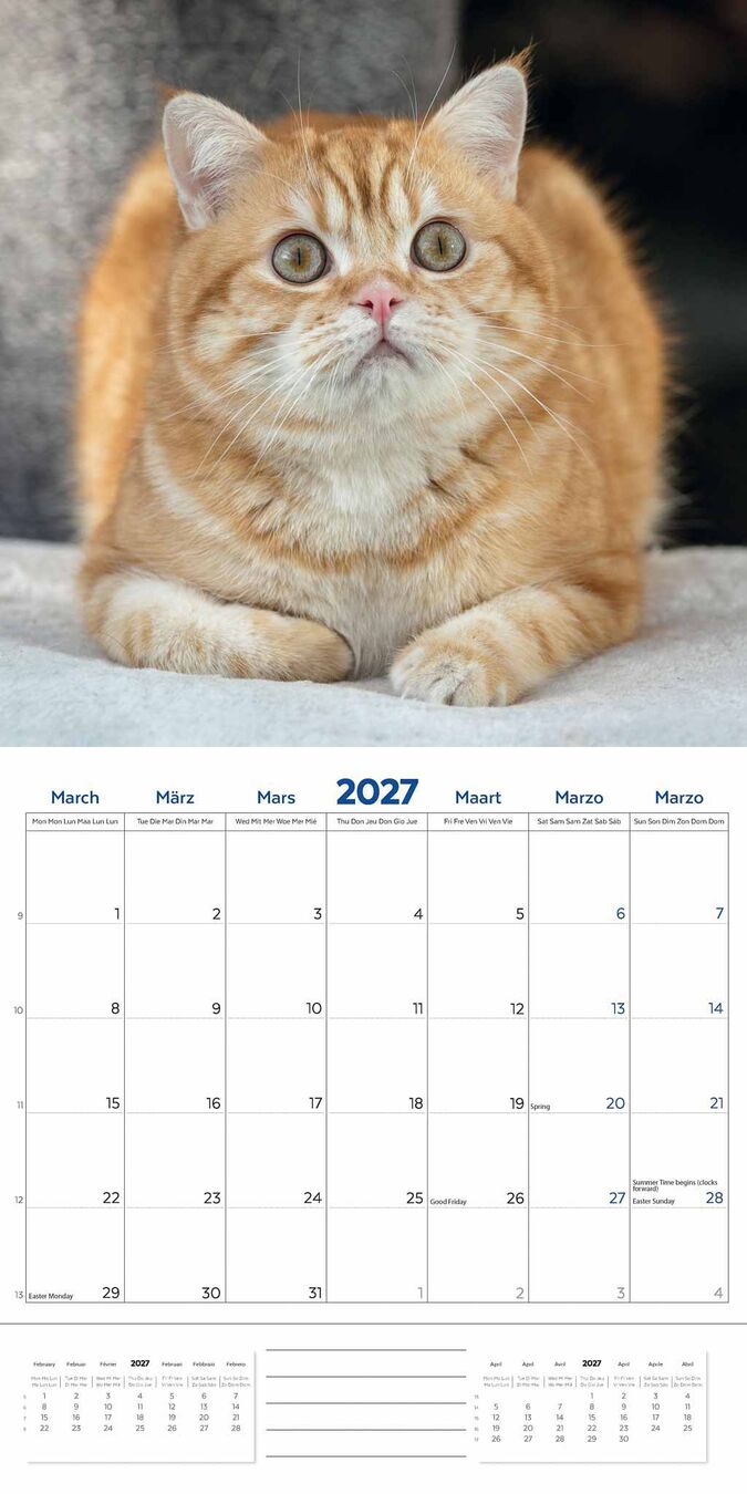 Plenty Gifts Kalender 27 Brit Shorth Cats pg