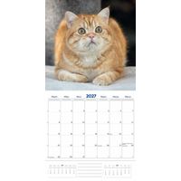 Plenty Gifts Kalender 27 Brit Shorth Cats pg