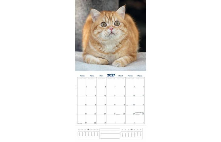 Plenty Gifts Kalender 27 Brit Shorth Cats pg