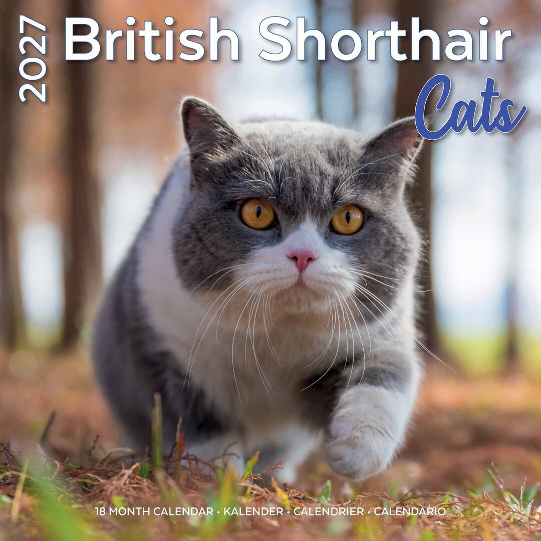 Plenty Gifts Kalender 27 Brit Shorth Cats pg