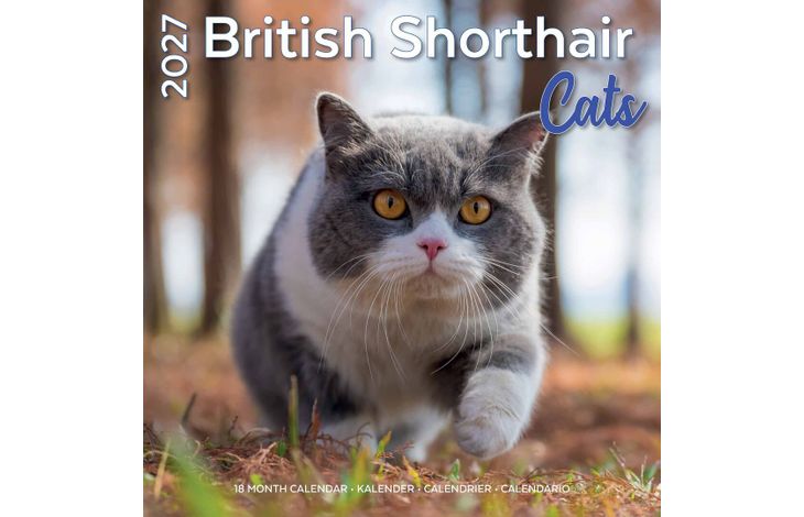 Plenty Gifts Kalender 27 Brit Shorth Cats pg