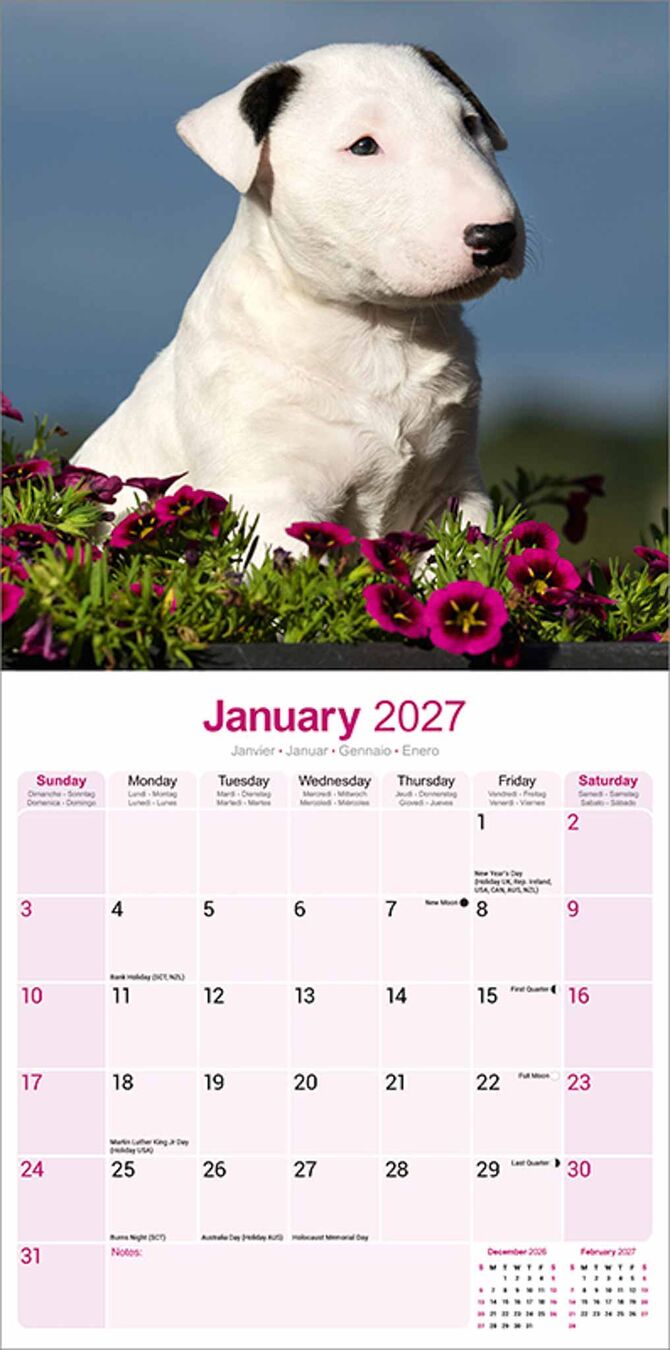 Avonside Kalender 27 Bull Terriers as