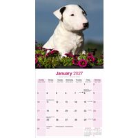 Avonside Kalender 27 Bull Terriers as
