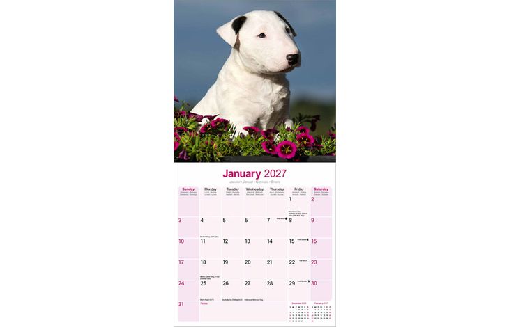 Avonside Kalender 27 Bull Terriers as
