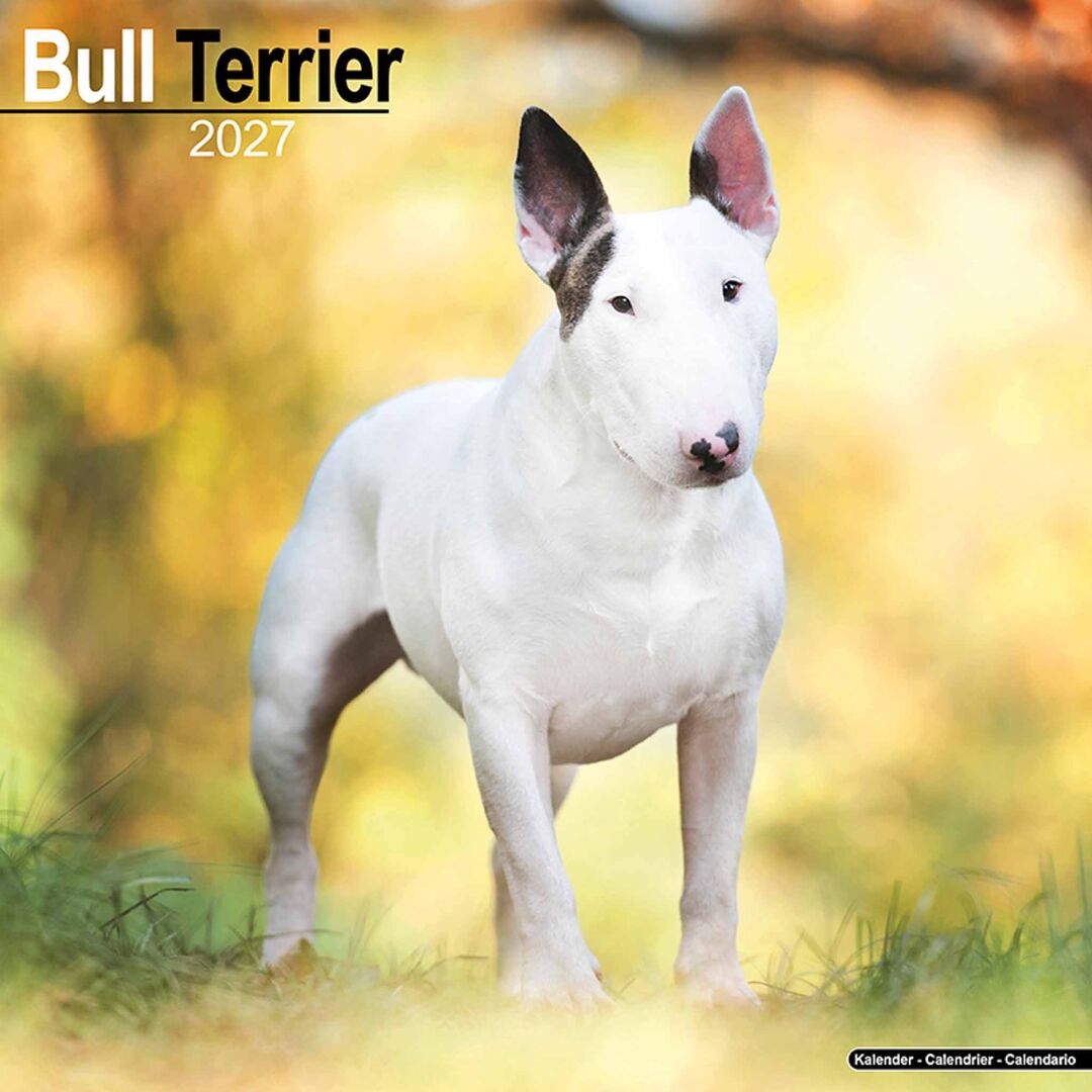 Avonside Kalender 27 Bull Terriers as
