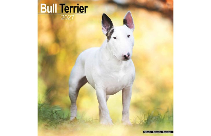 Avonside Kalender 27 Bull Terriers as