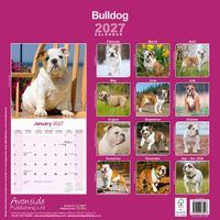 Avonside Kalender 27 Bulldogs as