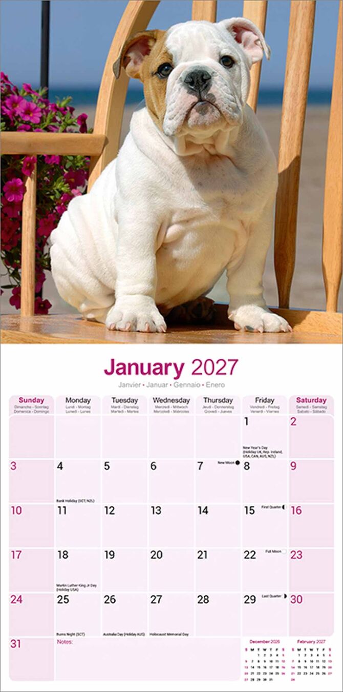 Avonside Kalender 27 Bulldogs as