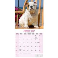 Avonside Kalender 27 Bulldogs as