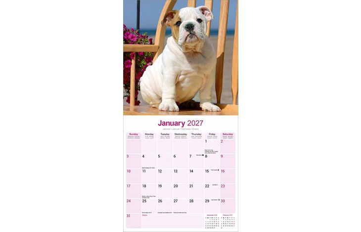 Avonside Kalender 27 Bulldogs as
