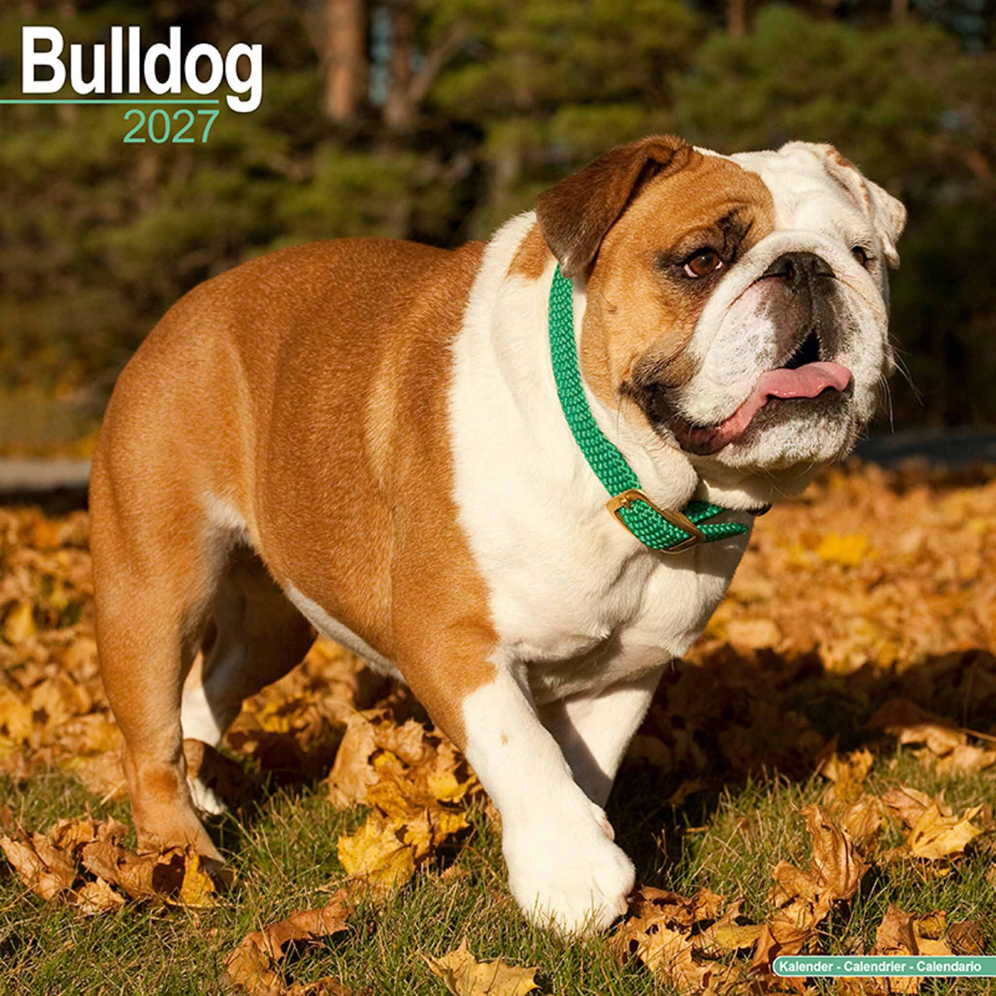 Avonside Kalender 27 Bulldogs as