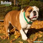 Kalender 27 Bulldogs as