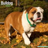 Avonside Kalender 27 Bulldogs as