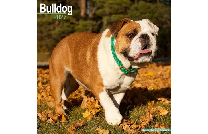 Avonside Kalender 27 Bulldogs as