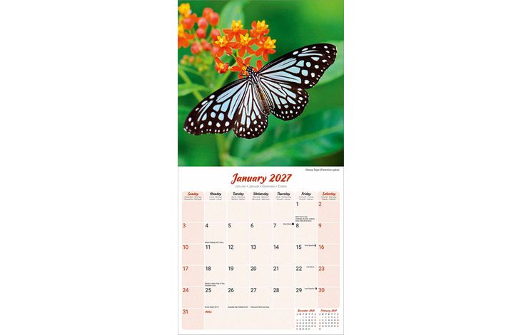 Avonside Kalender 27 Butterflies as