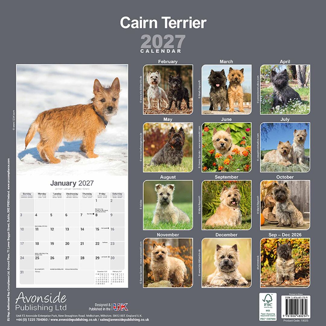 Avonside Kalender 27 Cairn Terriers as