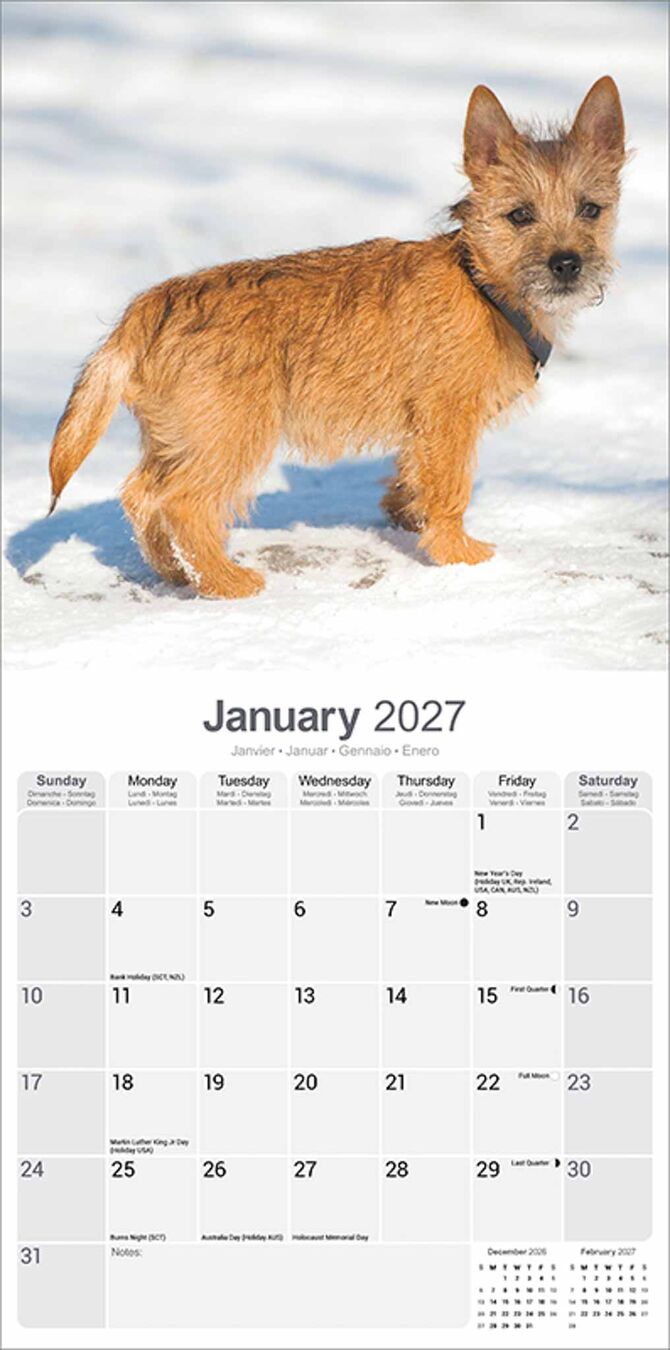 Avonside Kalender 27 Cairn Terriers as