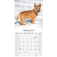 Avonside Kalender 27 Cairn Terriers as