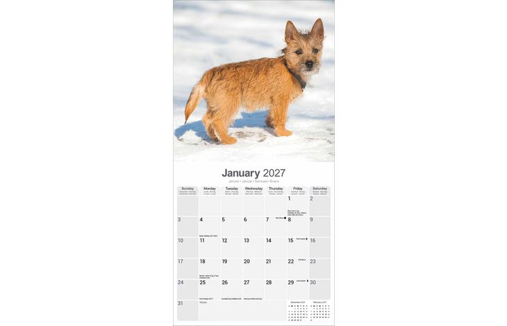 Avonside Kalender 27 Cairn Terriers as