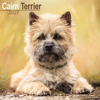 Avonside Kalender 27 Cairn Terriers as