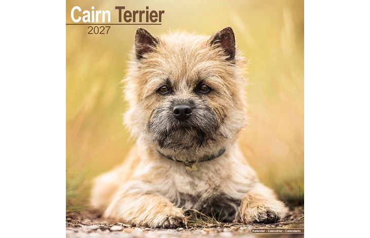 Avonside Kalender 27 Cairn Terriers as