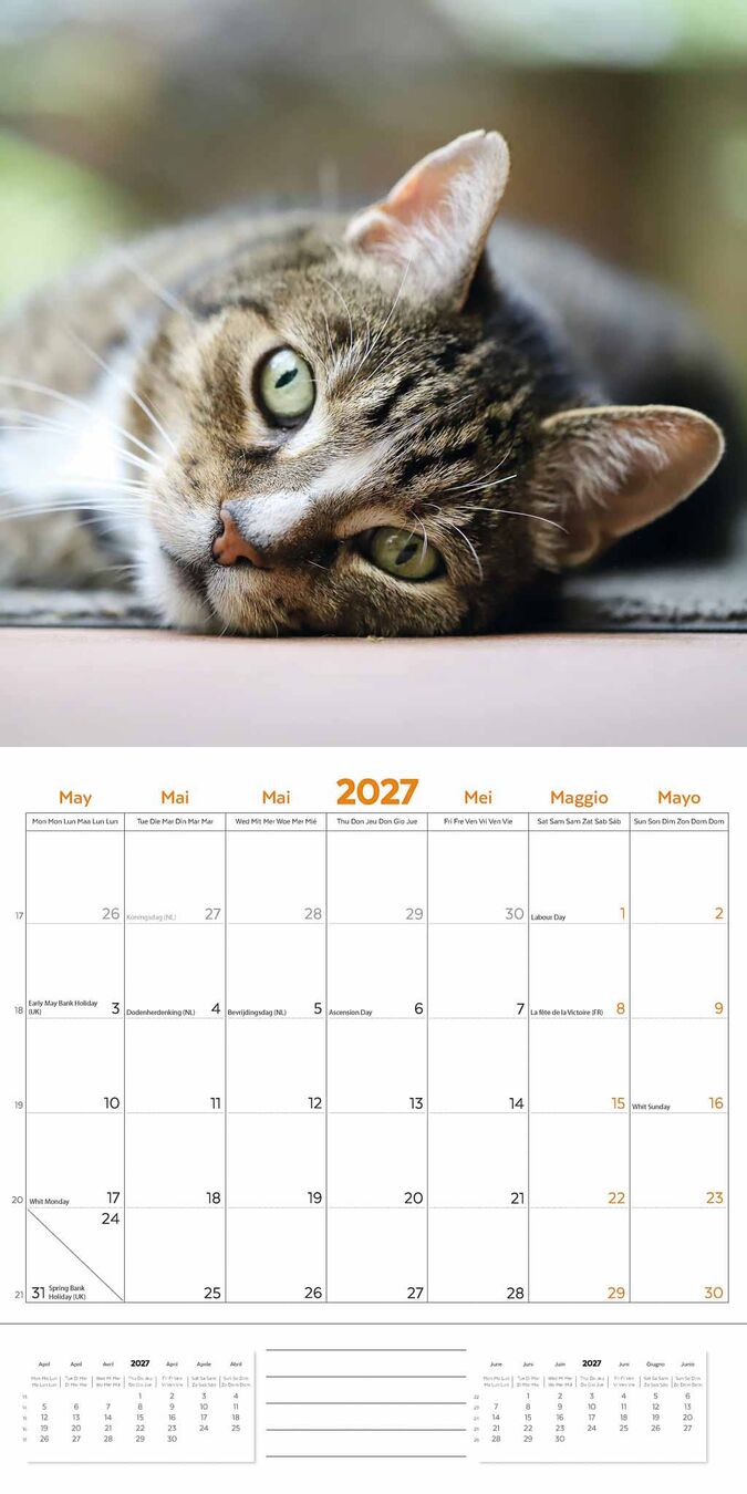 Plenty Gifts Kalender 27 Cat Lovers pg