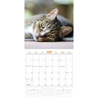 Plenty Gifts Kalender 27 Cat Lovers pg