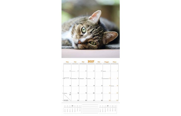 Plenty Gifts Kalender 27 Cat Lovers pg