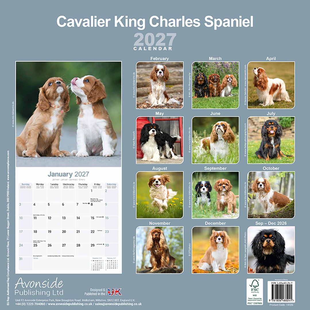 Avonside Kalender 27 Cavalier KC as