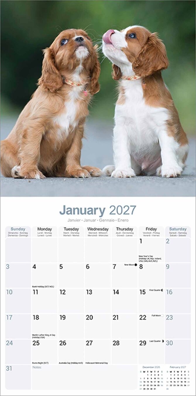 Avonside Kalender 27 Cavalier KC as