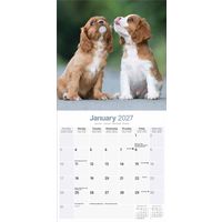 Avonside Kalender 27 Cavalier KC as