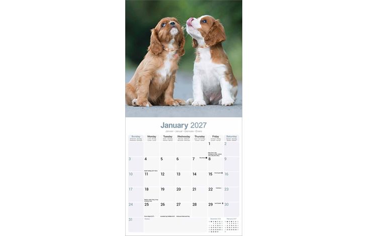 Avonside Kalender 27 Cavalier KC as