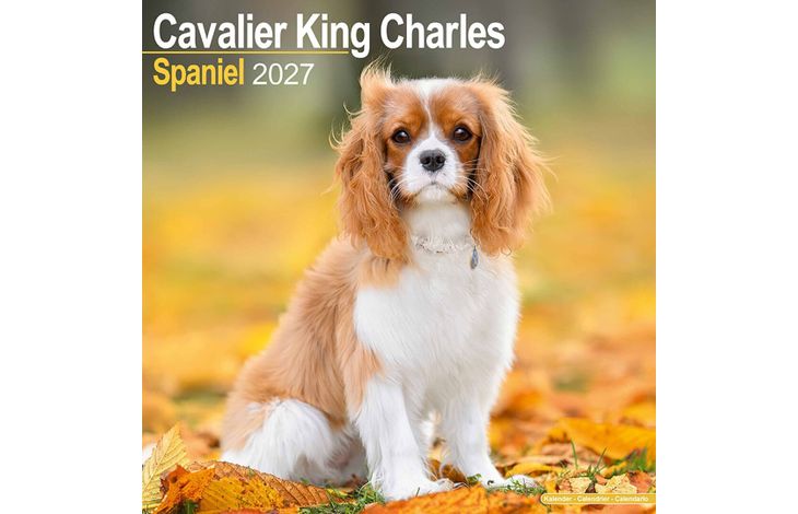 Avonside Kalender 27 Cavalier KC as