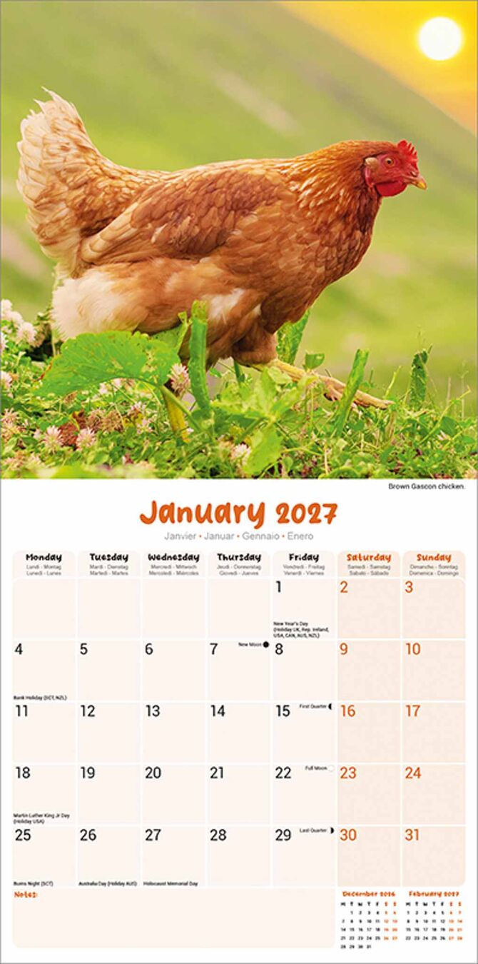 Avonside Kalender 27 Chickens as