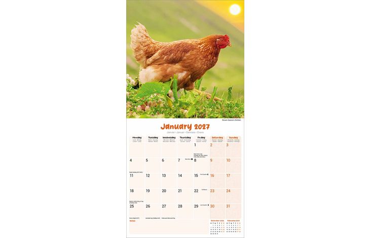 Avonside Kalender 27 Chickens as
