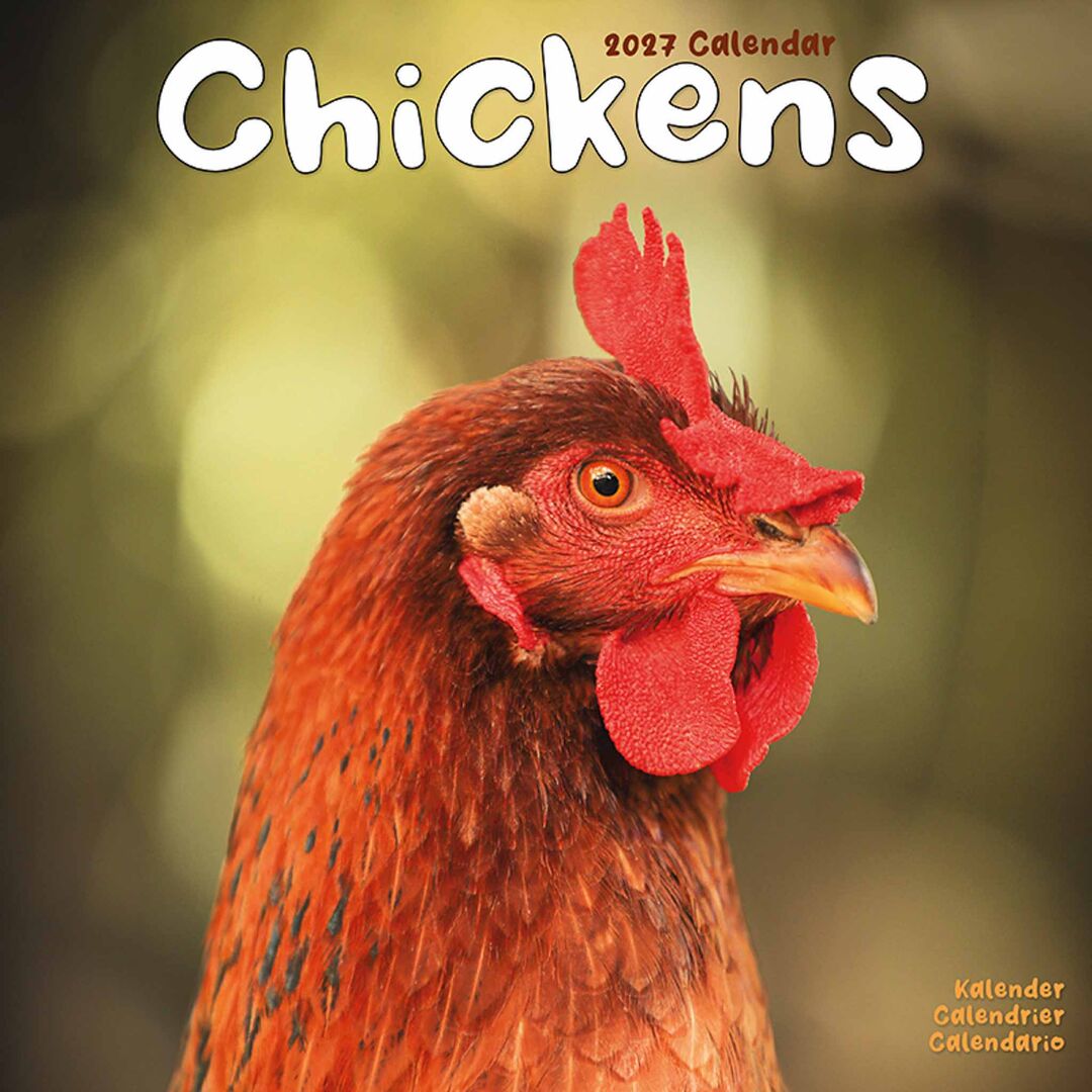 Avonside Kalender 27 Chickens as