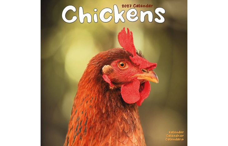 Avonside Kalender 27 Chickens as