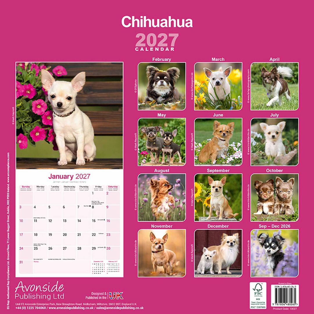 Avonside Kalender 27 Chihuahuas as
