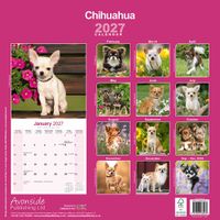 Avonside Kalender 27 Chihuahuas as