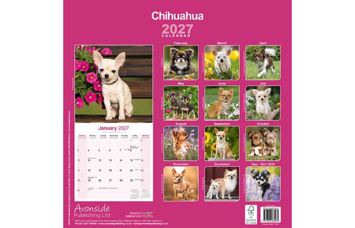 Avonside Kalender 27 Chihuahuas as