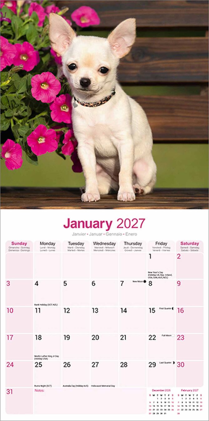 Avonside Kalender 27 Chihuahuas as