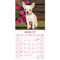 Avonside Kalender 27 Chihuahuas as