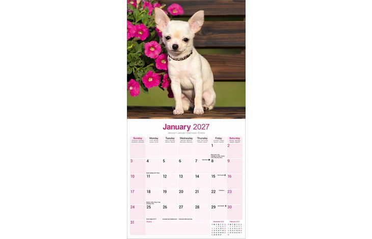 Avonside Kalender 27 Chihuahuas as