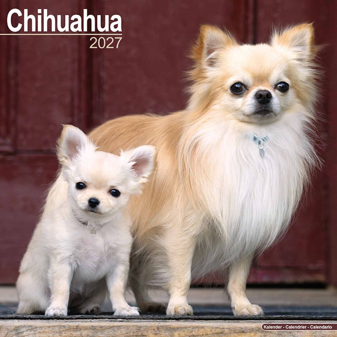 Avonside Kalender 27 Chihuahuas as