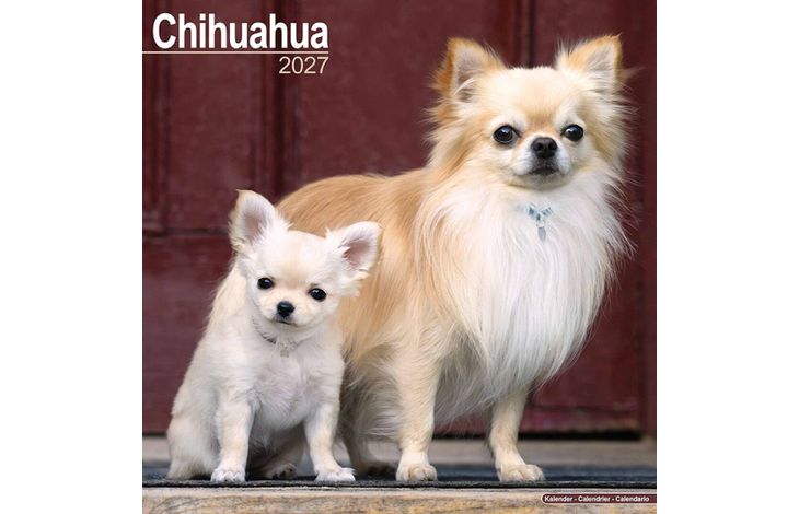Avonside Kalender 27 Chihuahuas as