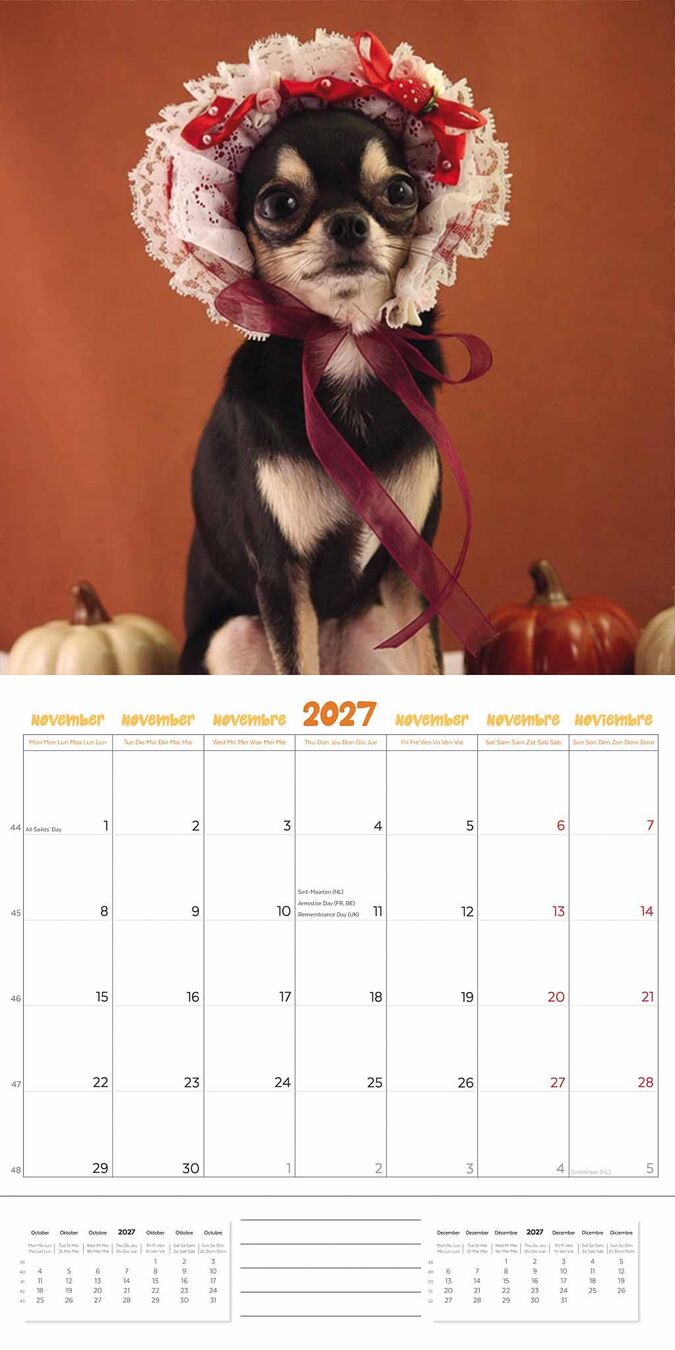 Plenty Gifts Kalender 27 Chihuahuas Studio pg