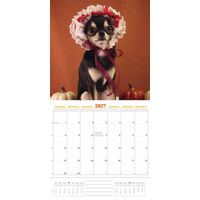 Plenty Gifts Kalender 27 Chihuahuas Studio pg